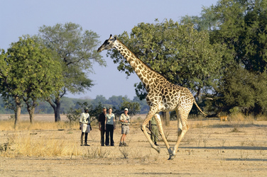 Walking Safari South Luangwa, ©Robin Pope Safaris
