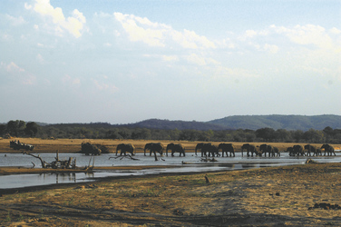 Elefanten Parade am Kafunta River
