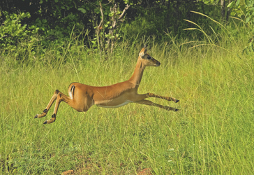 Süd Luangwa Nationalpark