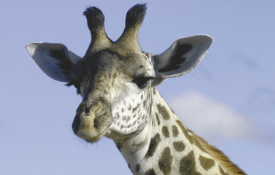 Giraffe im Süd Luangwa Nationalpark