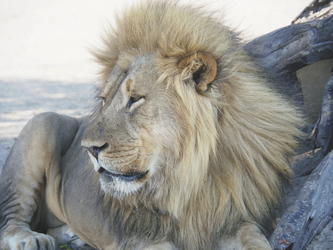 Löwe im Hwange Nationalpark