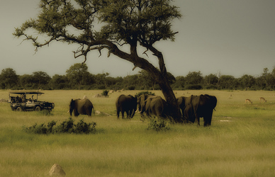 Elefantenbeobachtung im Hwange Nationalpark